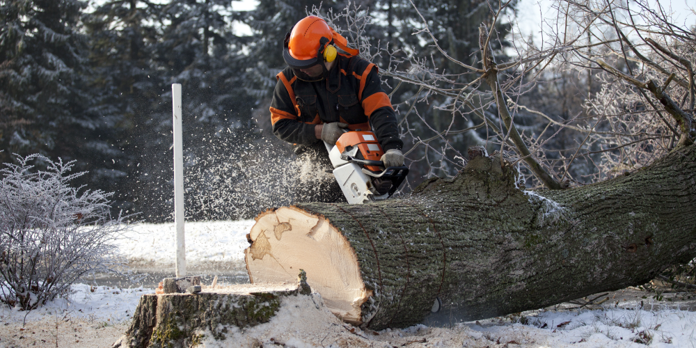 Protect your trees against harmful pests to prevent bark damage.
