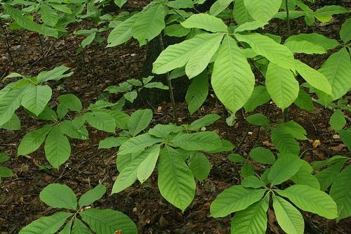 The variety of interesting plants offered by this landscape allow for a wonderful mix of appearances.