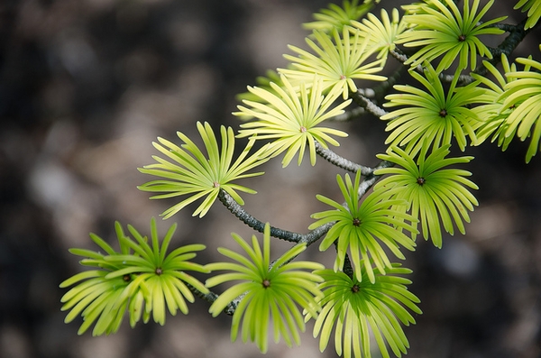 Many plants that can be found in these landscapes are extremely individual to their regions.