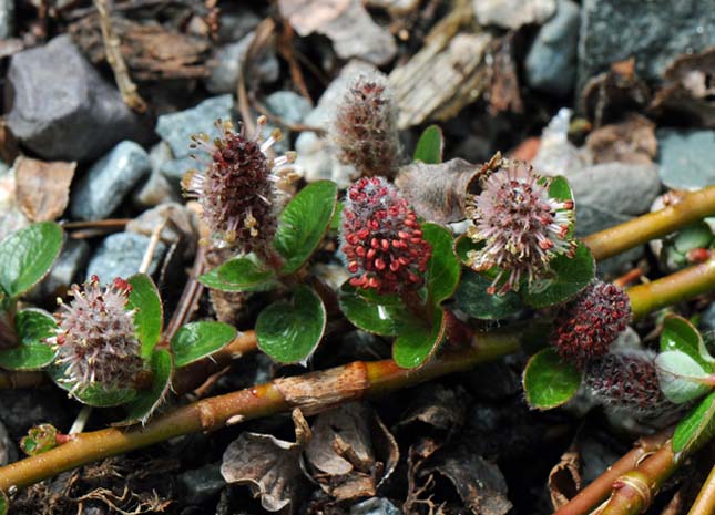 The peculiarity and boldness of these popular plants are important.