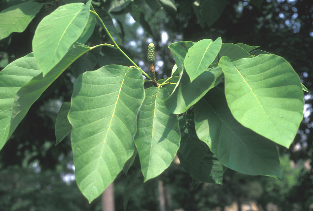 Such plants are an amazing component in regional landscapes.