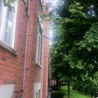 commercial-tree-trimming-in-toronto