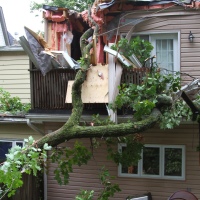 emergency-removal-of-a-large-dead-oak-in-toronto-02