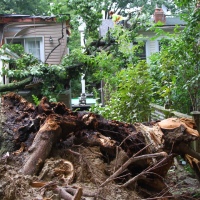 emergency-removal-of-a-large-dead-oak-in-toronto-12