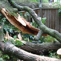 emergency-removal-of-a-large-dead-oak-in-toronto-19