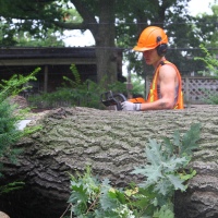 emergency-removal-of-a-large-dead-oak-in-toronto-21