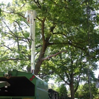 emergency-removal-of-a-large-dead-oak-in-toronto-22