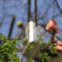 removal-of-a-huge-hollow-oak-in-toronto09