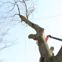 removal-of-a-huge-hollow-oak-in-toronto15