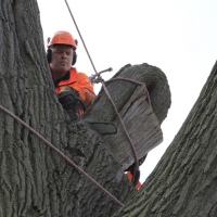 removal-of-a-huge-hollow-oak-in-toronto17