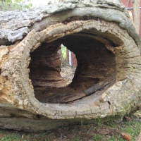removal-of-a-huge-hollow-oak-in-toronto18