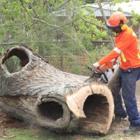 removal-of-a-huge-hollow-oak-in-toronto23