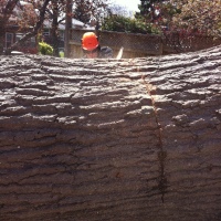 removal-of-a-huge-hollow-oak-in-toronto25