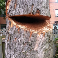 removal-of-a-large-dangerous-maple-toronto-03