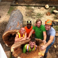 removal-of-a-large-dangerous-maple-toronto-05