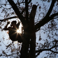 removal-of-a-large-dead-elm-002