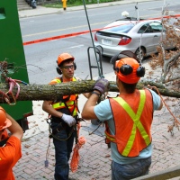 removal-of-a-large-dead-elm-006