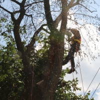 removal-of-a-large-dead-elm-007
