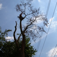 removal-of-a-large-dead-elm-008