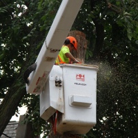 removal-of-a-large-dead-elm-011