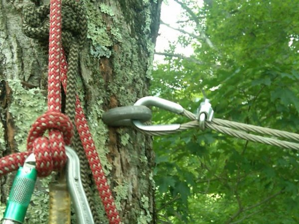 Top-Benefits-of-Using-Tree-Cabling-and-Bracing-Services