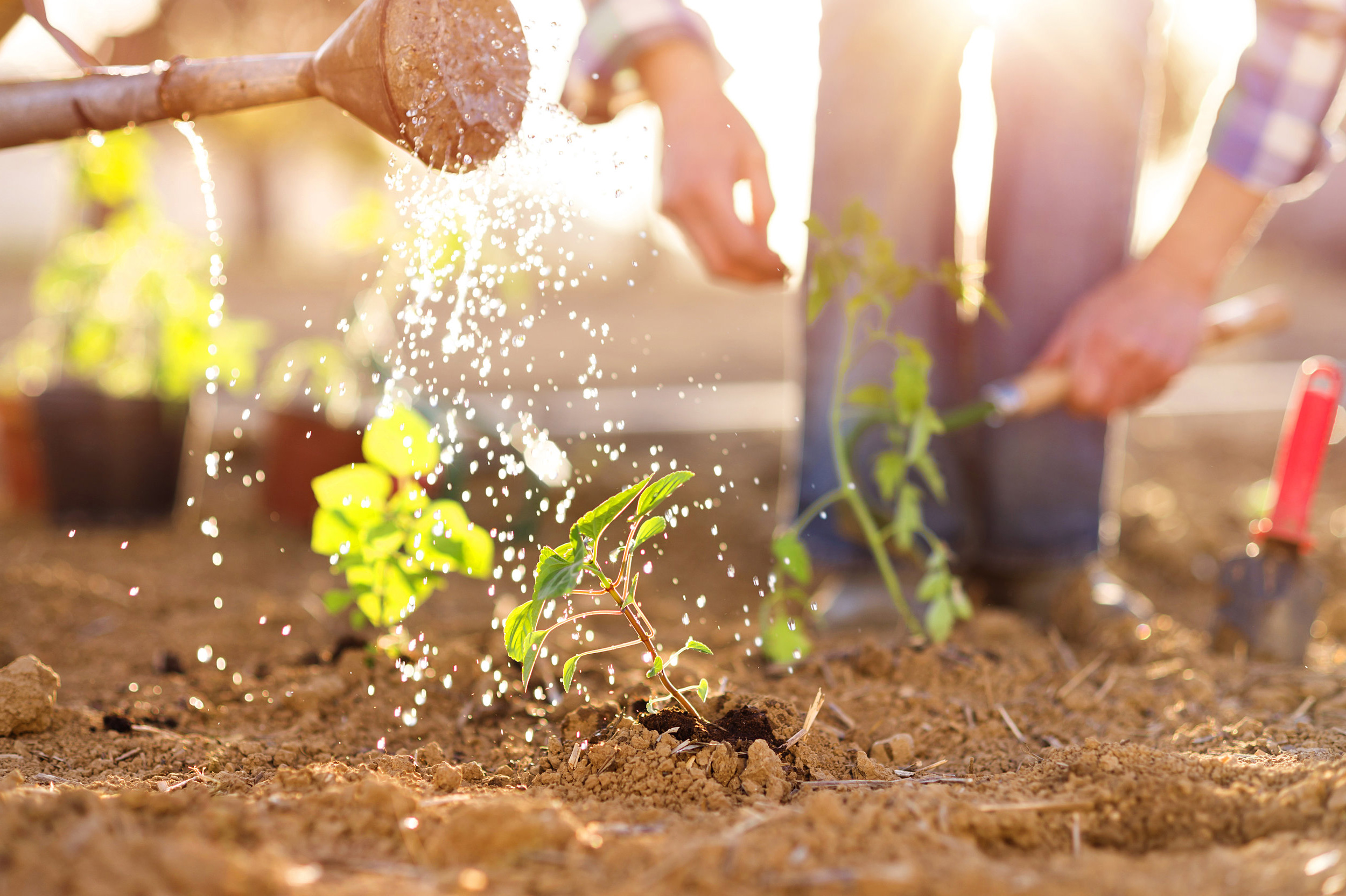 Tree-Doctors-Offer-a-Full-Range-of-Plant-Health-Care-Services-in-Toronto