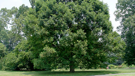What You Should Know About Conifer Trees