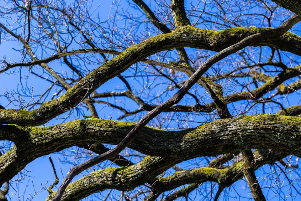 Common Tree Diseases in Toronto and How to Prevent Them