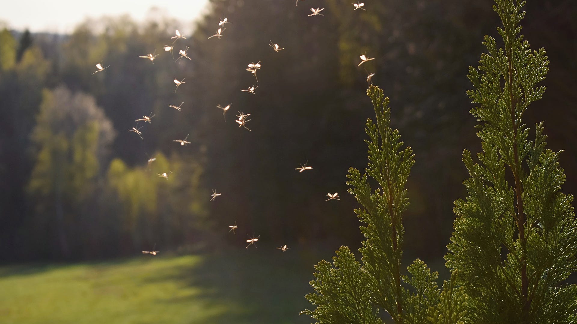 Mosquito Control Services by Tree Doctors