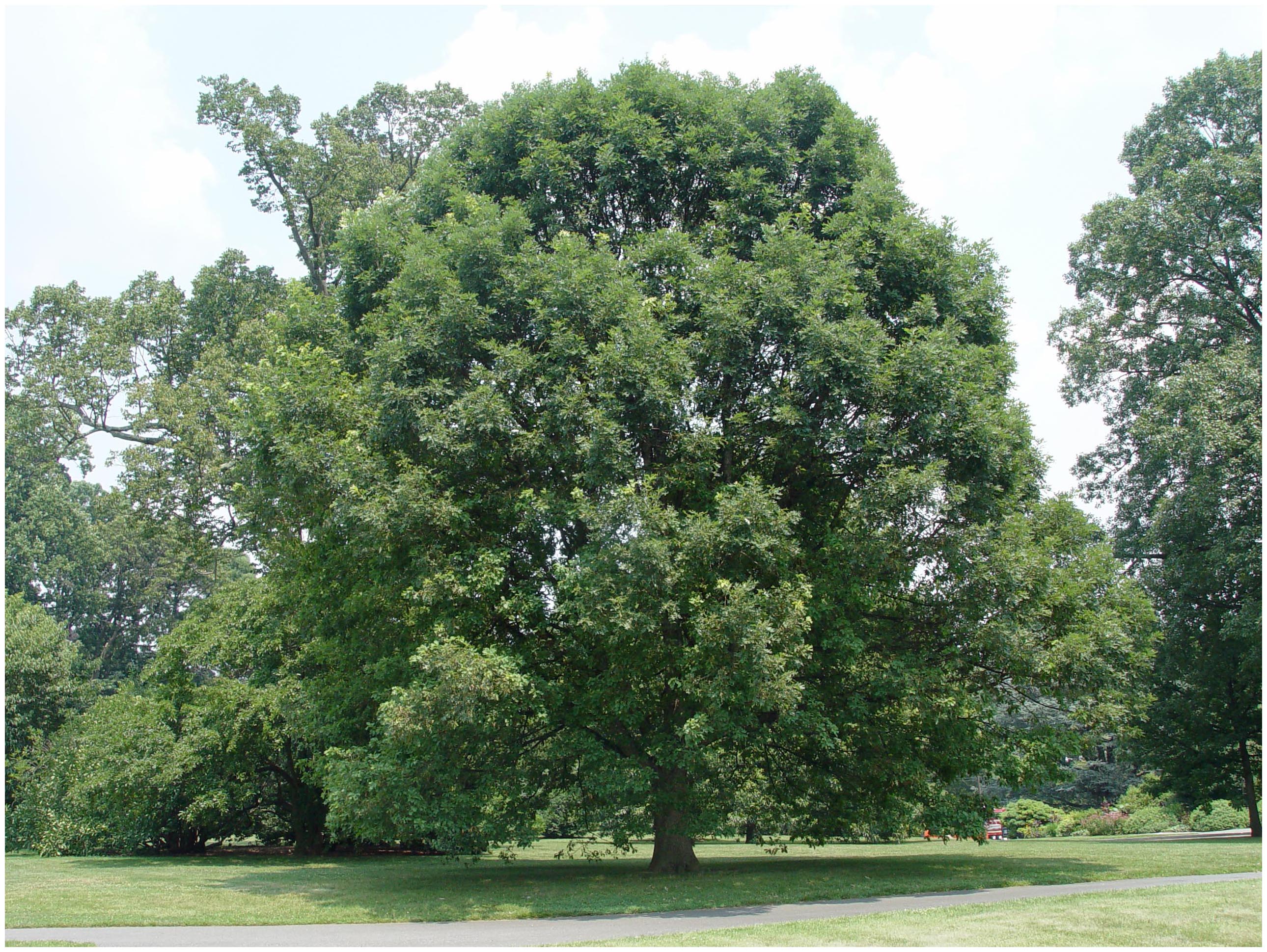 Steps to Take After Your Trees Suffer Storm Damage