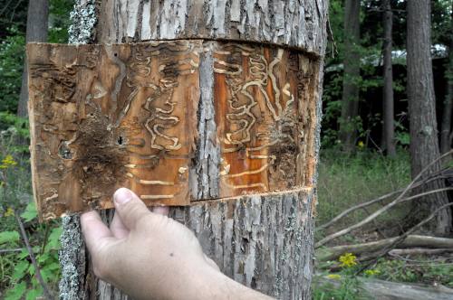 How to find out if your is tree Sick or Dying?