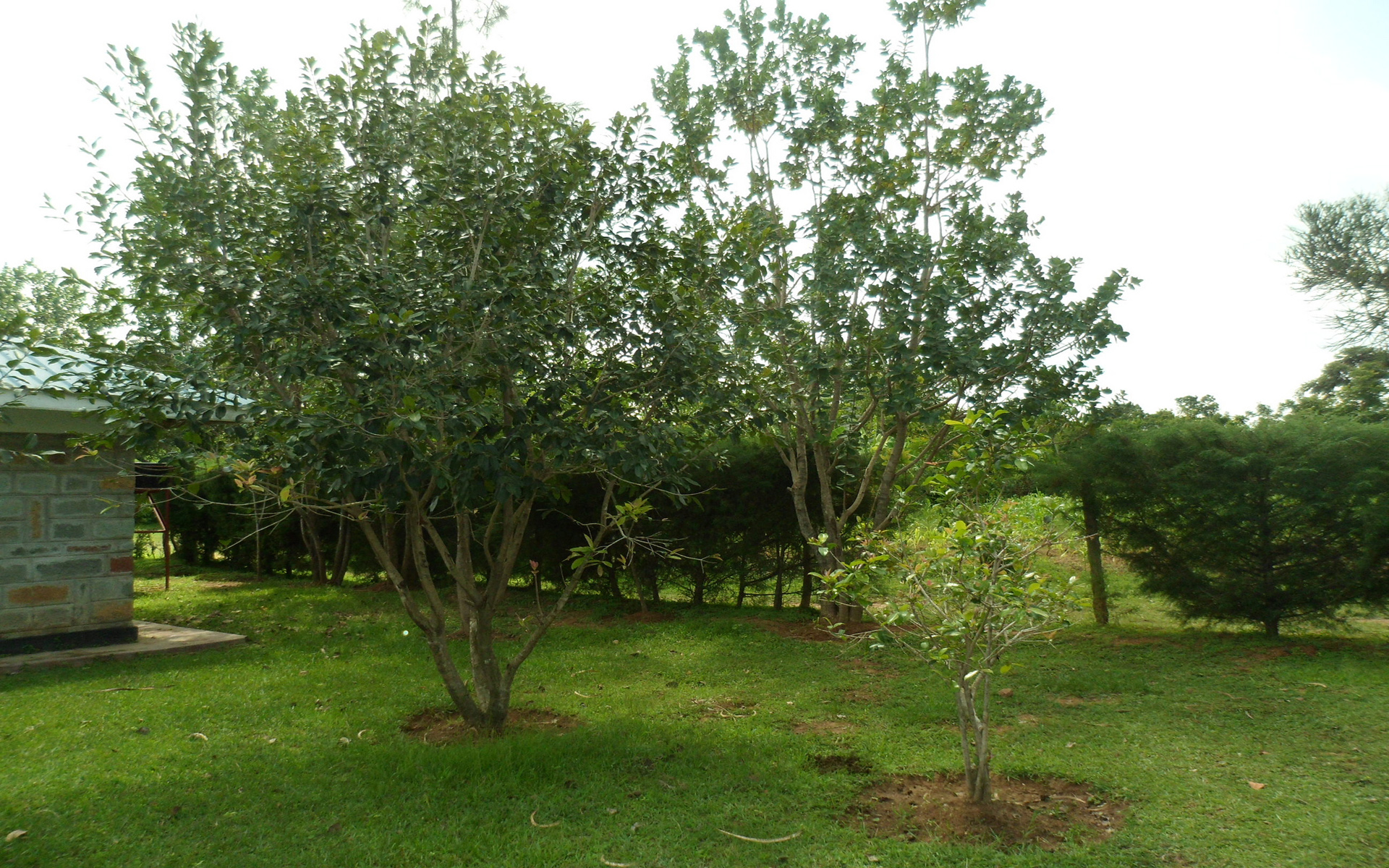 Determining Disease In A Tree