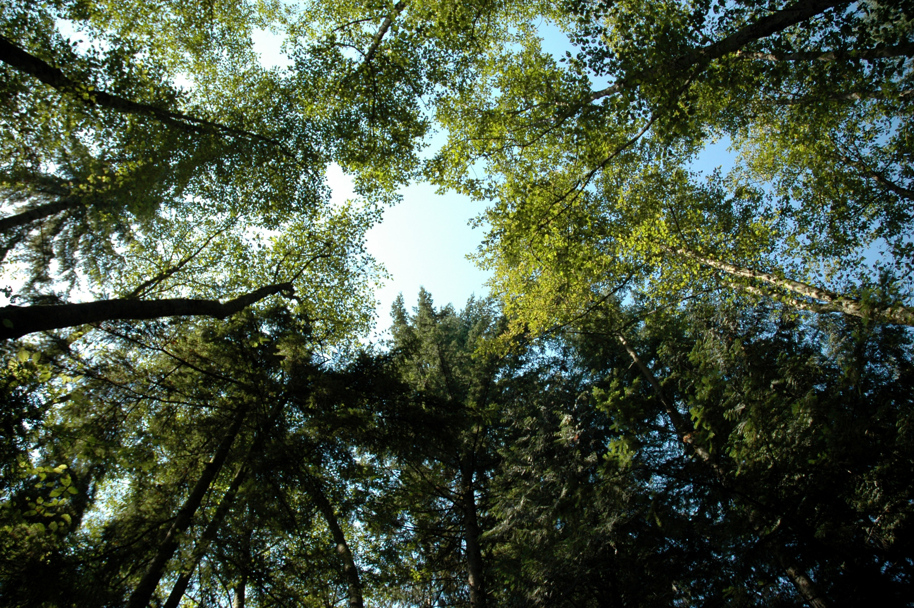 How To Manage Tree Growth