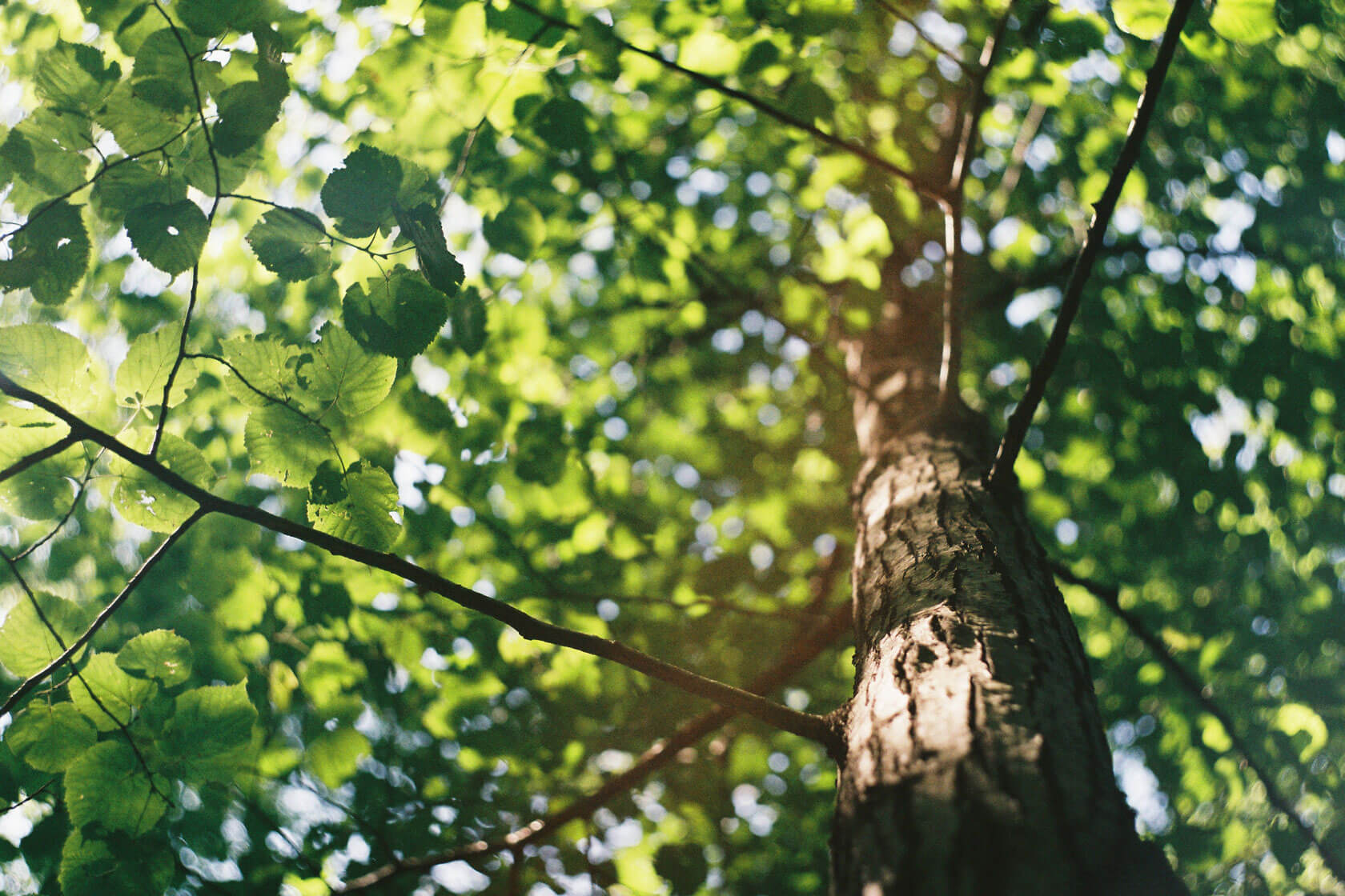Springtime Tree Care