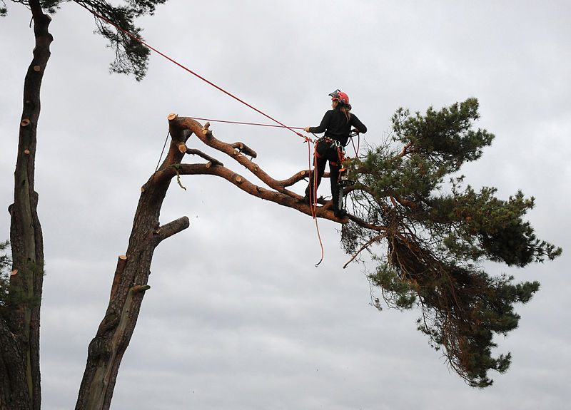 Toronto Tree Service