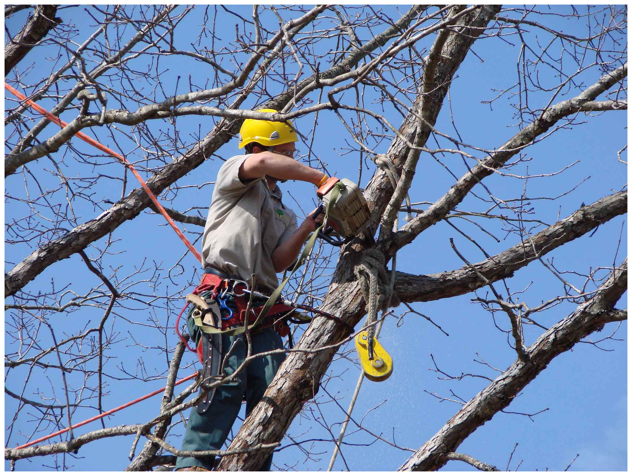 Fall Tree Pruning