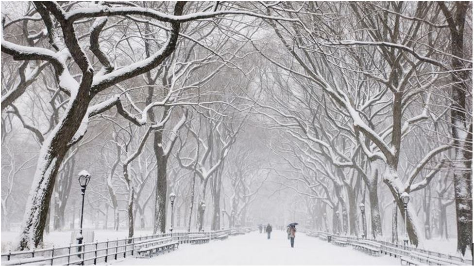 Preventing Tree Damage In Colder Temperatures