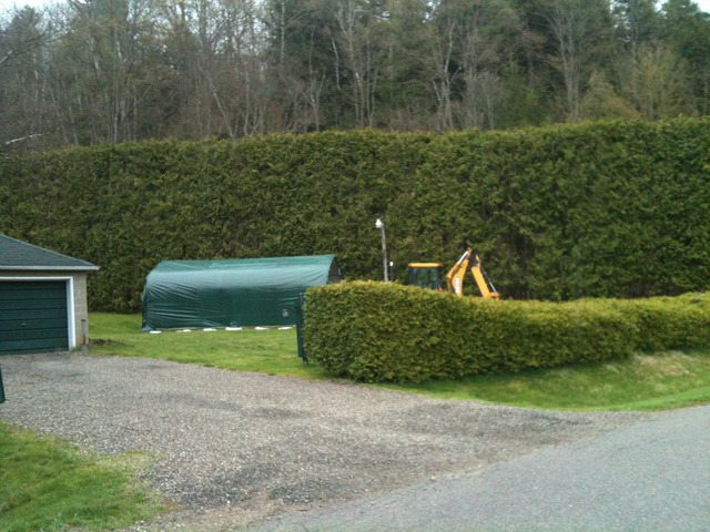 CEDAR HEDGES PLANTING AND MAINTENANCE