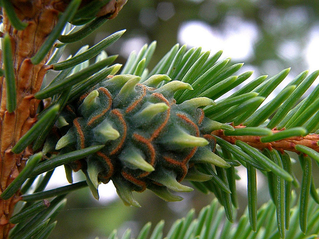 Although many trees seem similar from a distance, they are very different and individualized when looked at from a detailed perspective.