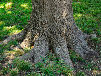 Red oak surface roots