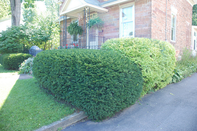 SHRUB TRIMMING SERVICES IN TORONTO