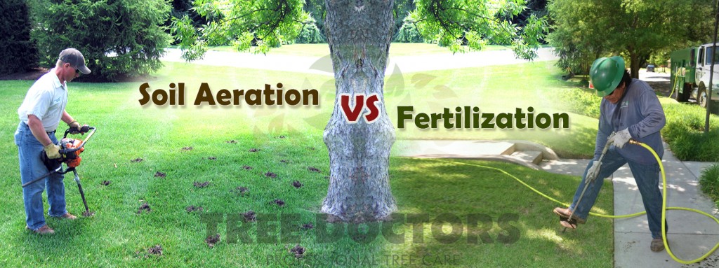 Soil Aeration vs. Fertilization: What’s really best for your trees?