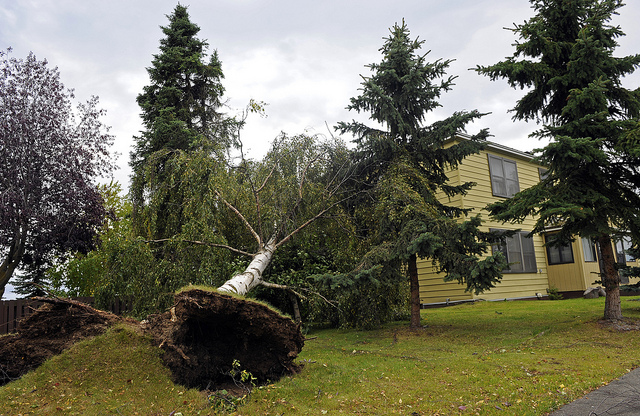 Storm Damage / Emergency Tree Service in Toronto