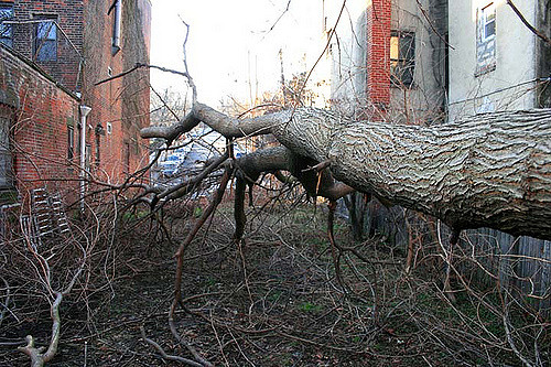 ARBORIST REPORTS AND CONSULTING IN TORONTO