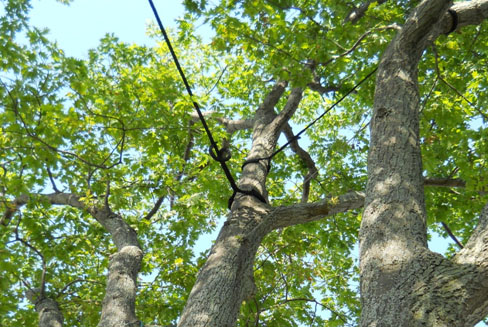 Tree Cabling / Bracing Services in Toronto