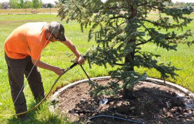 Spring Deep Root Tree Fertilizing in Toronto