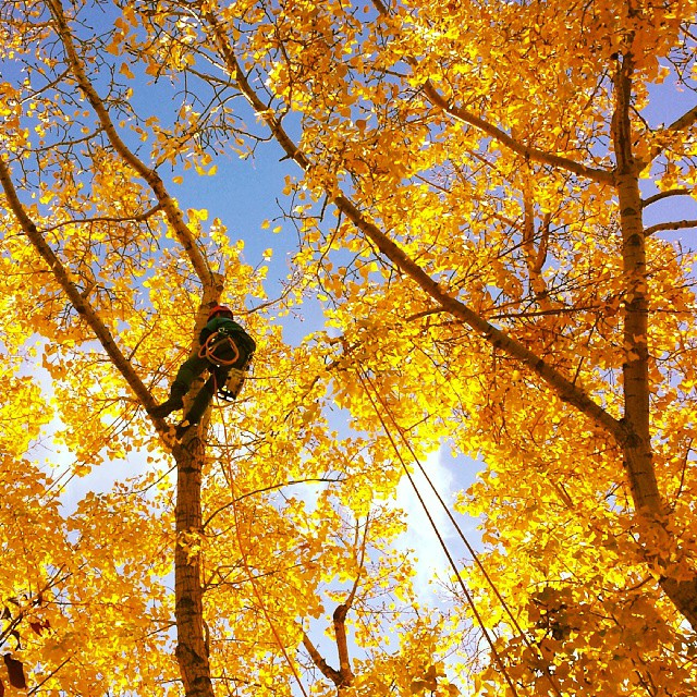 Fall Tree Pruning in Toronto