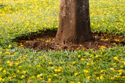 The Risks And Benefits Of Mulching