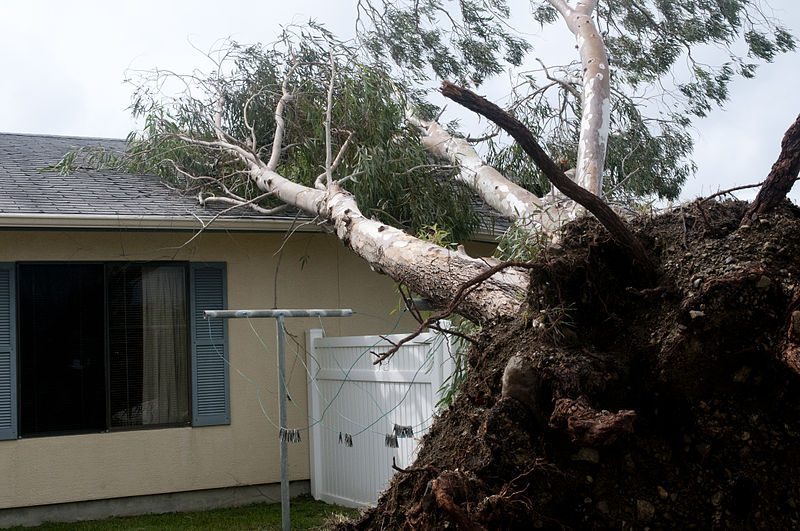 Reasons to Hire a Tree Removal Company