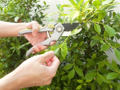 Toronto Tree Service for Environment Control